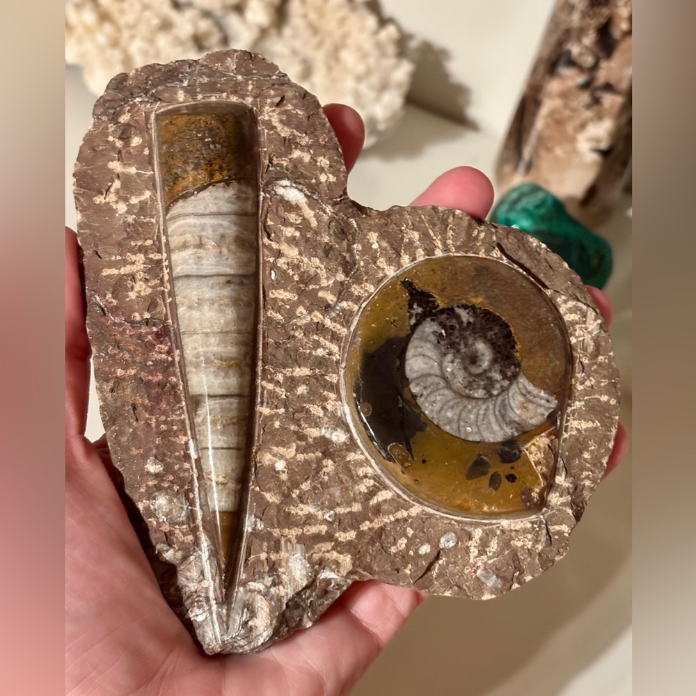 🦕🦑 Devonian Orthoceras & Jurassic Ammonite Fossils – Polished in Natural Matrix